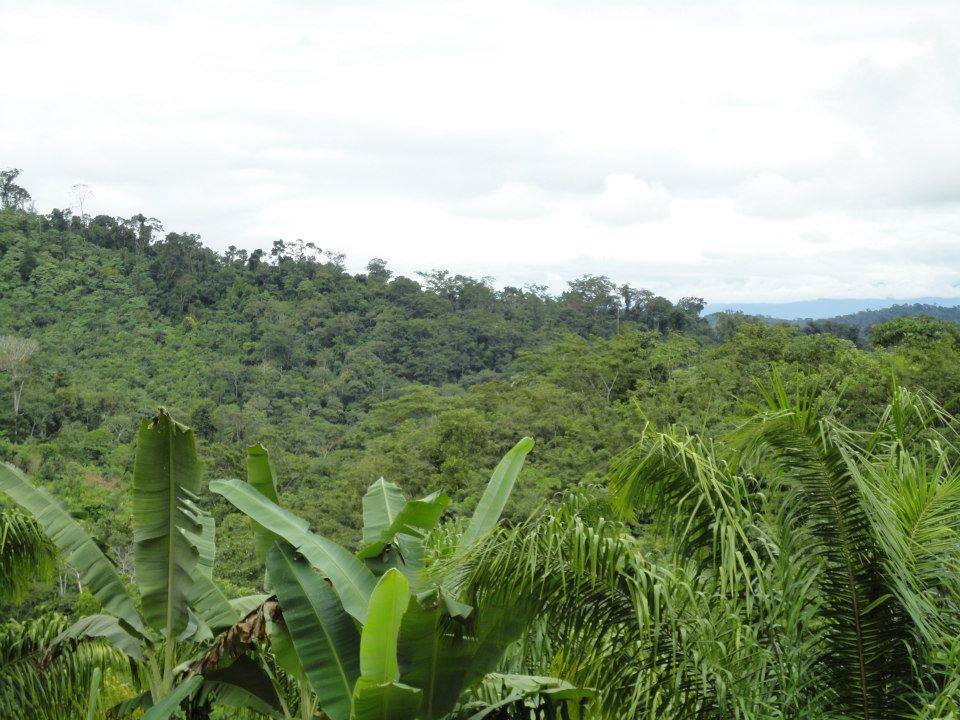 Terreno en VentaAlto Beni a 15 minutos del municipio de Palos Blancos en el Km 7, camino a Inicua Foto 10