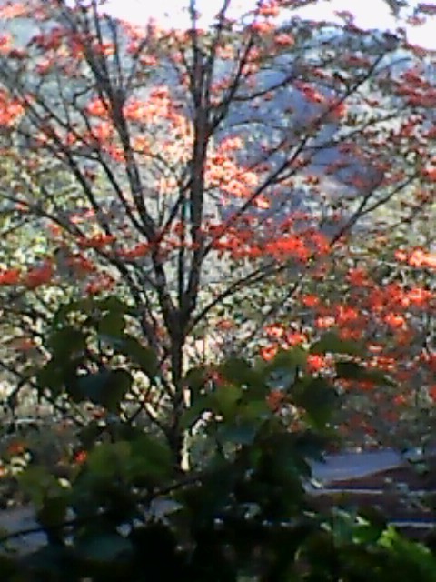 Casa Km. 95.5 carretera La Paz Caranavi, Tunahuarca, a 2.5 Km de Yolosita Foto 14