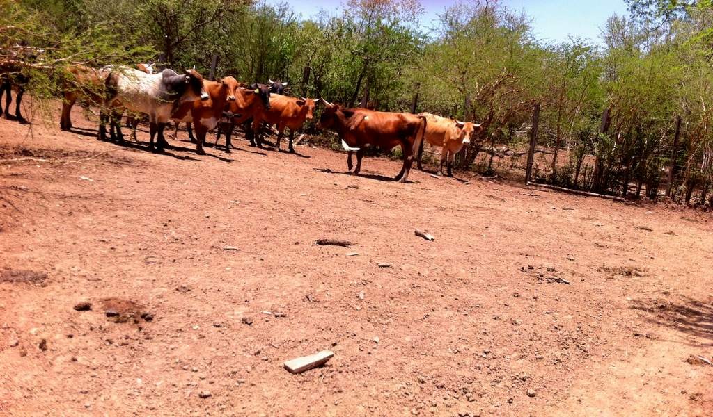 Terreno en Doble vía La Guardia en Santa Cruz de la Sierra    Foto 6