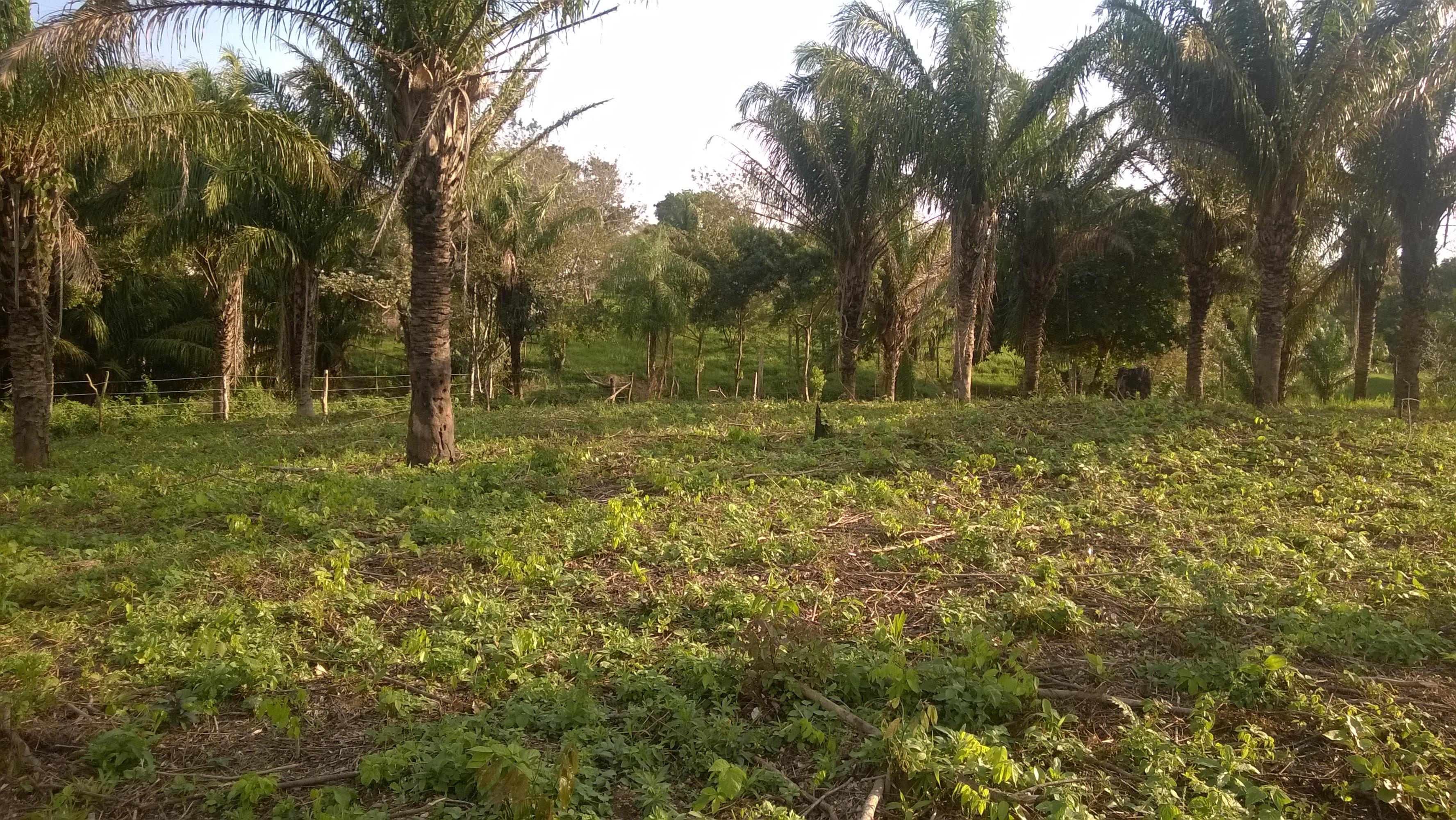 Terreno en VentaEntrada por la Rinconada, a metros del complejo Urubó Village.    Foto 2