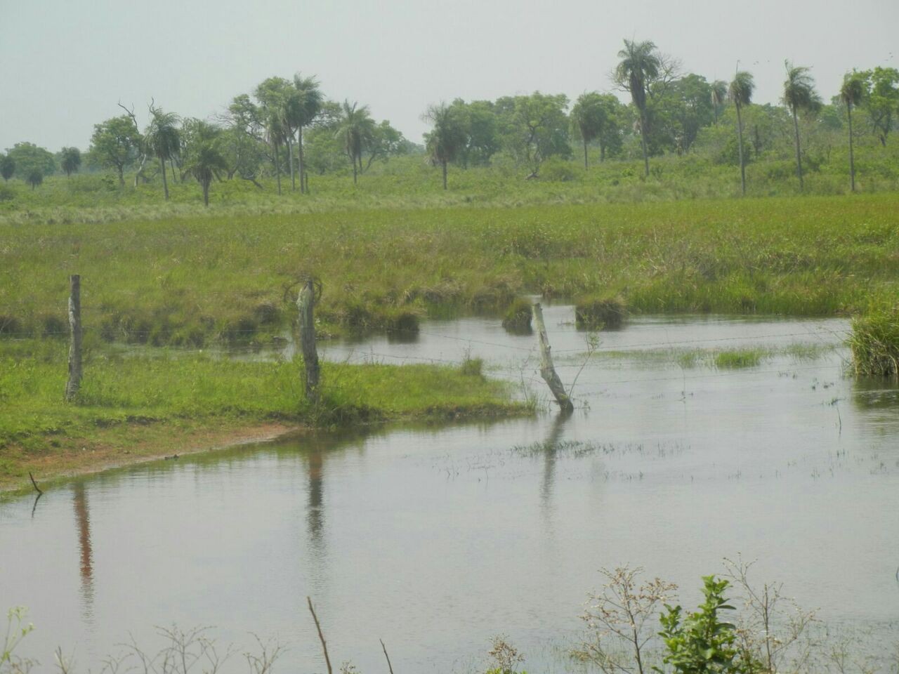 Terreno en VentaA 60 Km al Sur de Roboré Foto 3