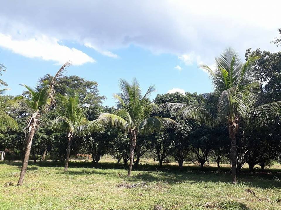 Quinta propiedad agrícola Ubicada cerca de la problacion el torno perteneciente al Dpto de santa cruz , en la comunidad de jorochito a 300 mt de la avenida.  Foto 4