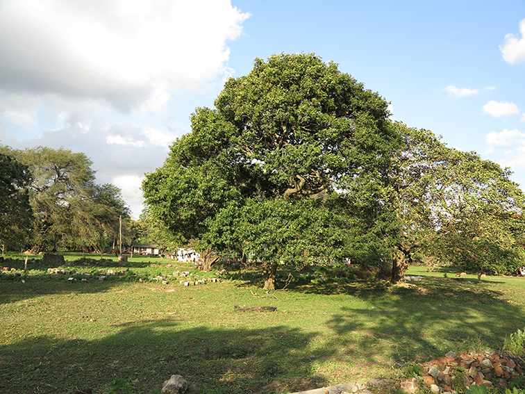 Quinta propiedad agrícola en VentaLa Guardia a 500 m de la Doble vía La Guardia Foto 1