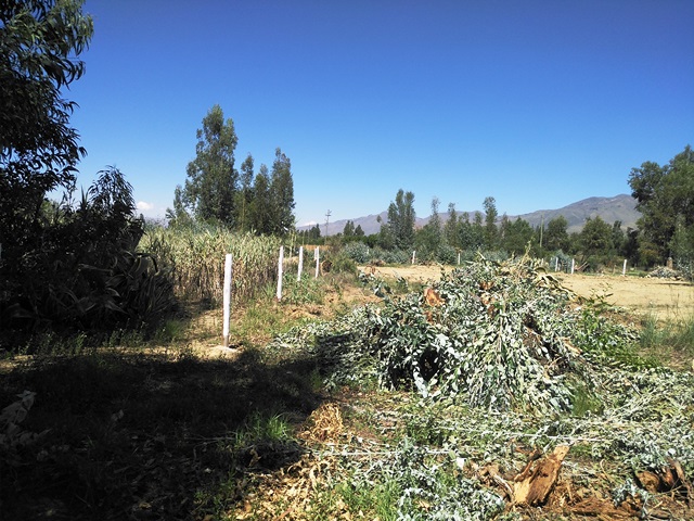 Terreno en Punata en Cochabamba    Foto 1