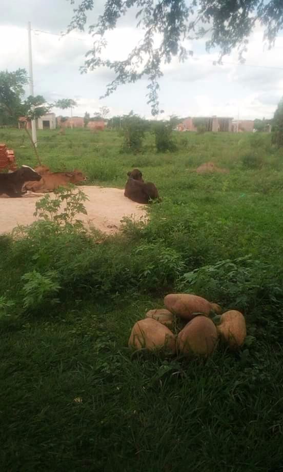 En Venta a $us 8,500 Foto 2