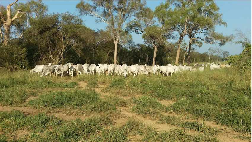 Terreno en VentaPropiedad ganadera en San Javier, 24km al oeste camino hacia El Puente    Foto 22