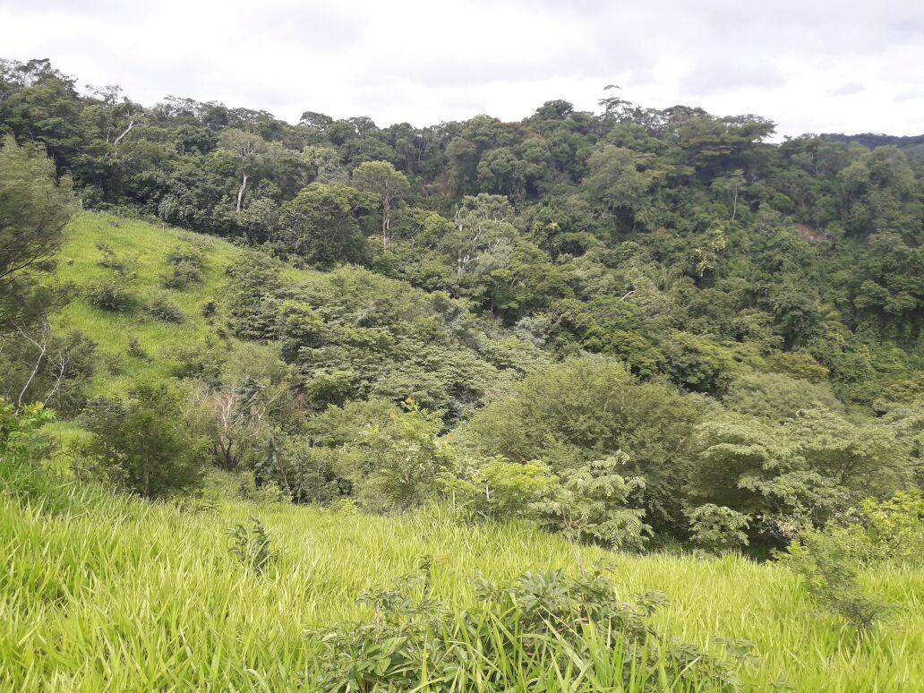 Terreno en VentaHermosa propiedad ubicada en cantón Peji    Foto 4