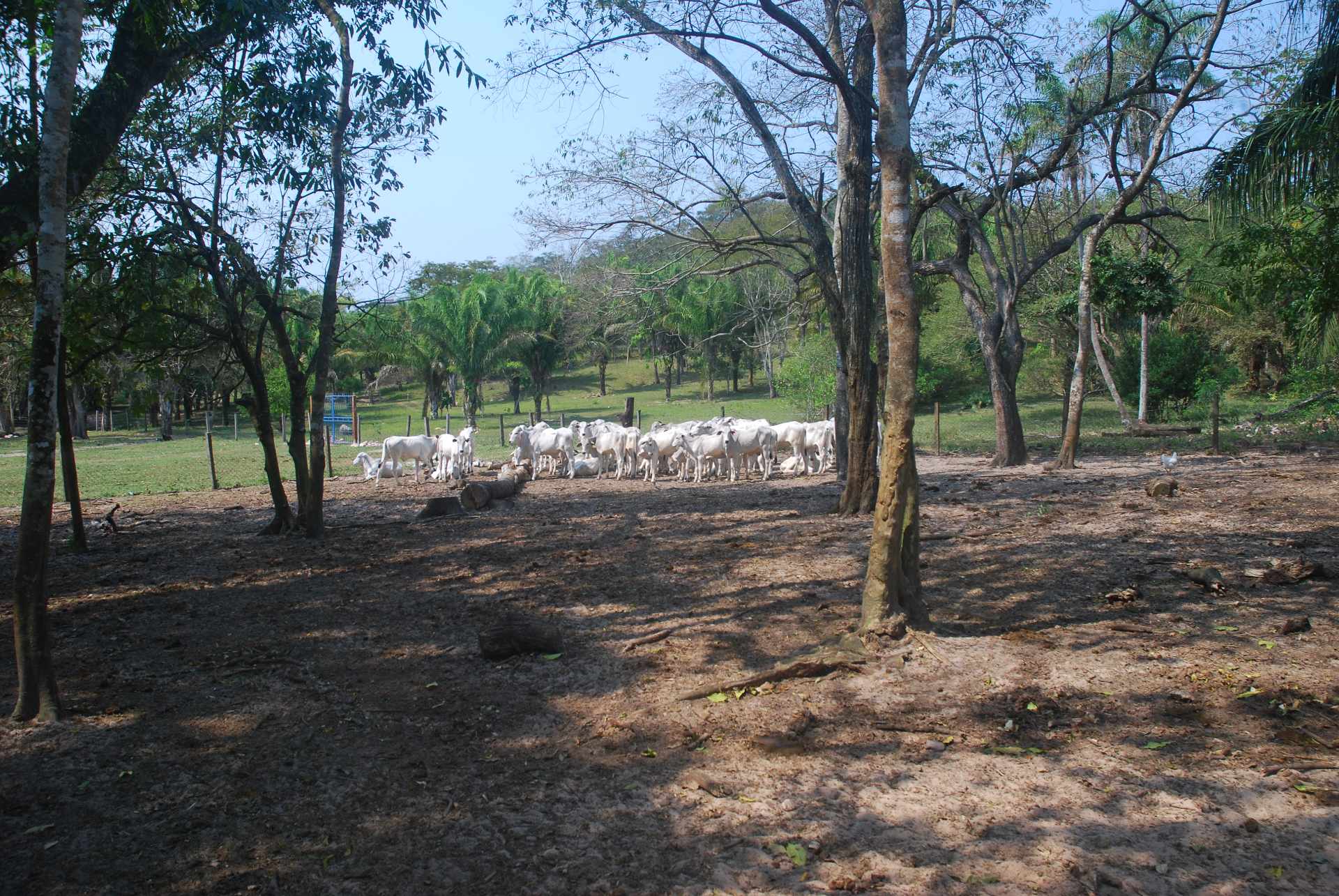 Quinta propiedad agrícola en Porongo en Porongo    Foto 8