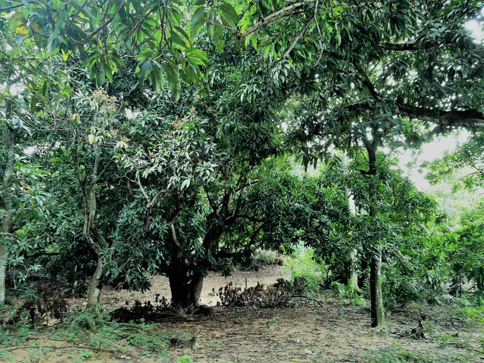 Terreno en Venta?TERRENO EN LA GUARDIA barrio “EL BIBOSI”    Foto 12