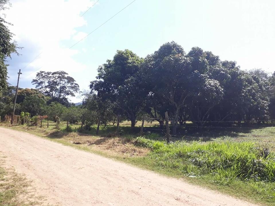 Terreno ✏Ubicada cerca de la problacion el torno perteneciente al Dpto de santa cruz , en la comunidad de jorochito a 300 mt de la avenida.  Foto 8
