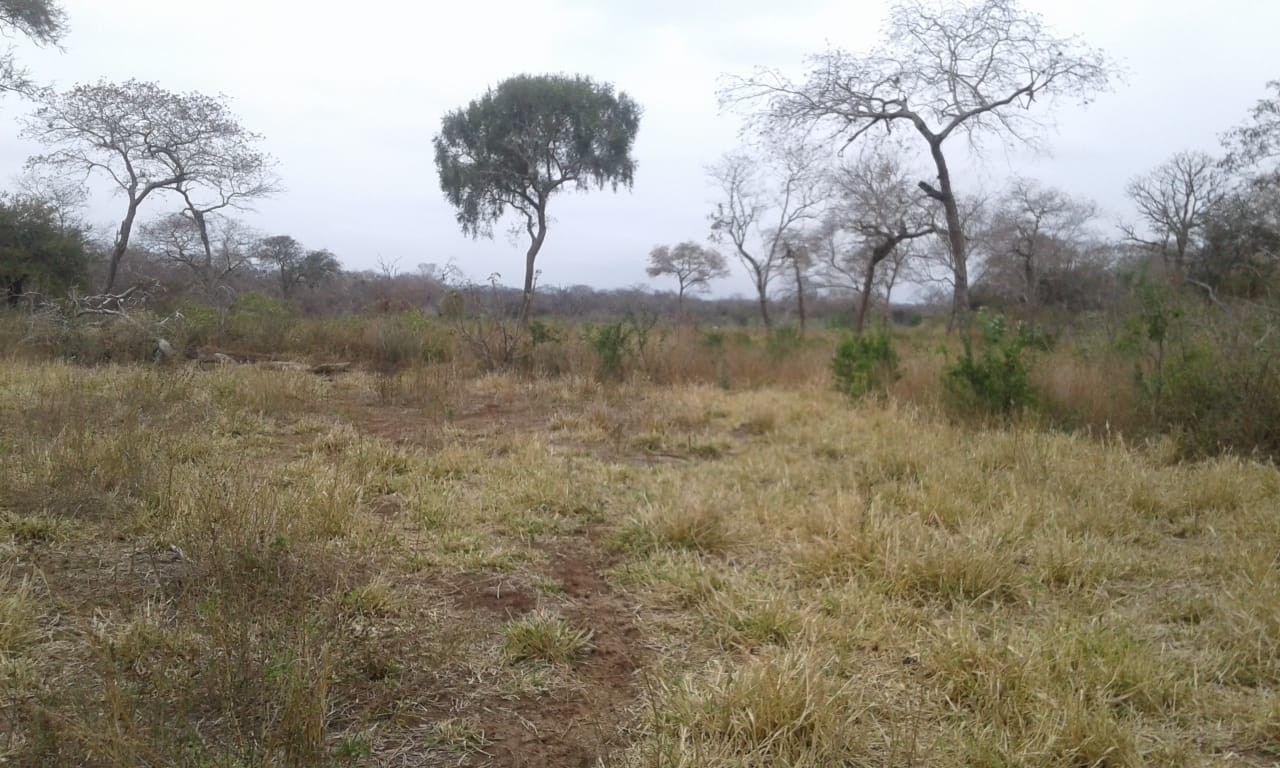 Terreno Vendo bonita propiedad de 100 hectáreas, en el km 100 pasando Mora Foto 6