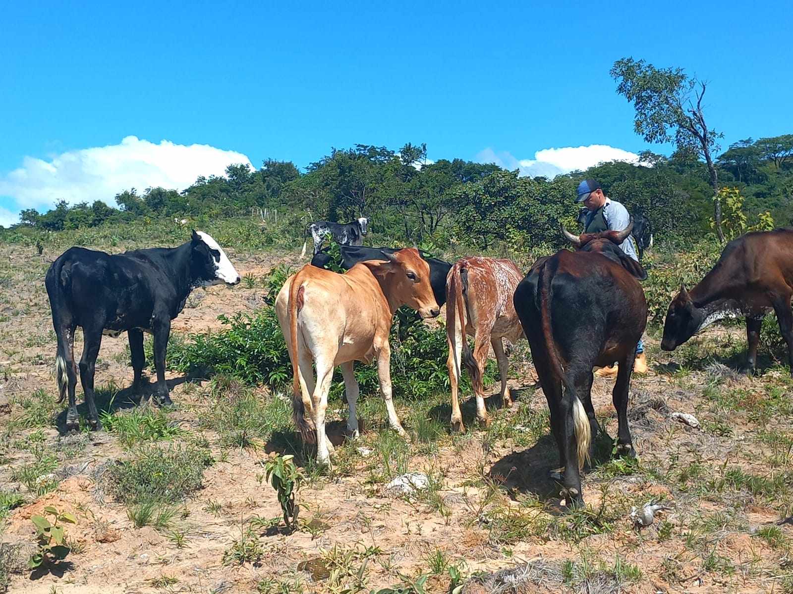 Quinta propiedad agrícola en Doble vía La Guardia en Santa Cruz de la Sierra    Foto 7