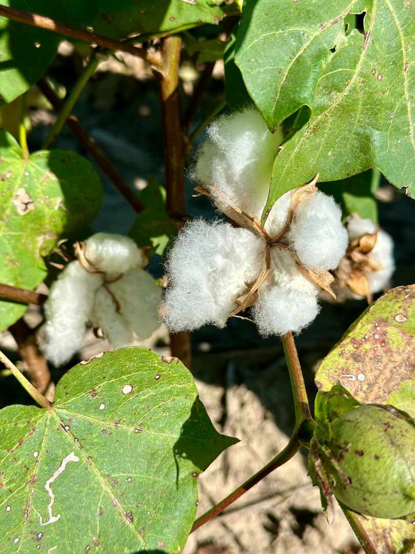 Quinta propiedad agrícola en VentaEn Venta: 2.250 Hectáreas Agricola - Ganaderas en Tuna sobre Carretera    Foto 8