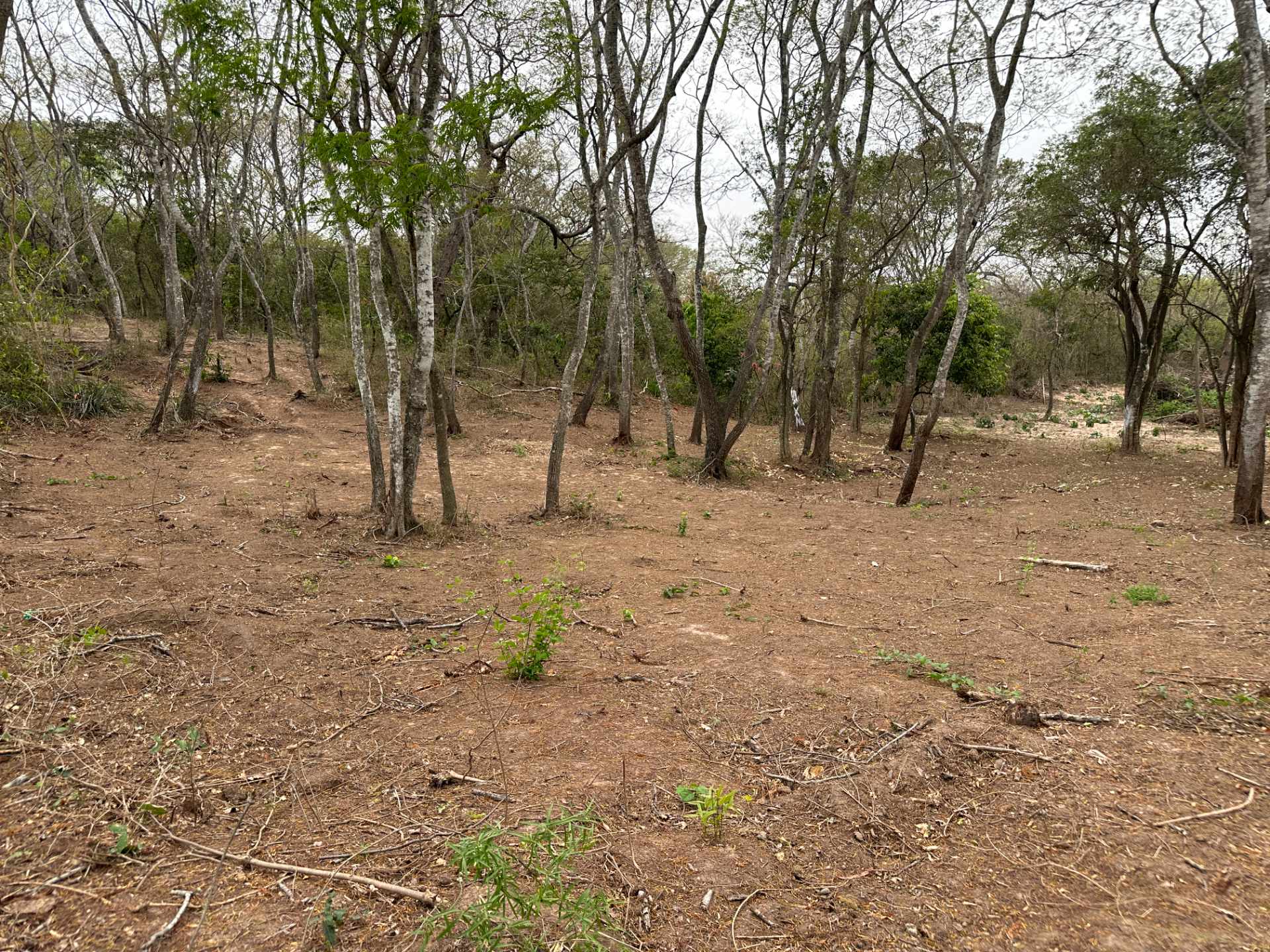 Terreno en Urubó en Santa Cruz de la Sierra    Foto 2