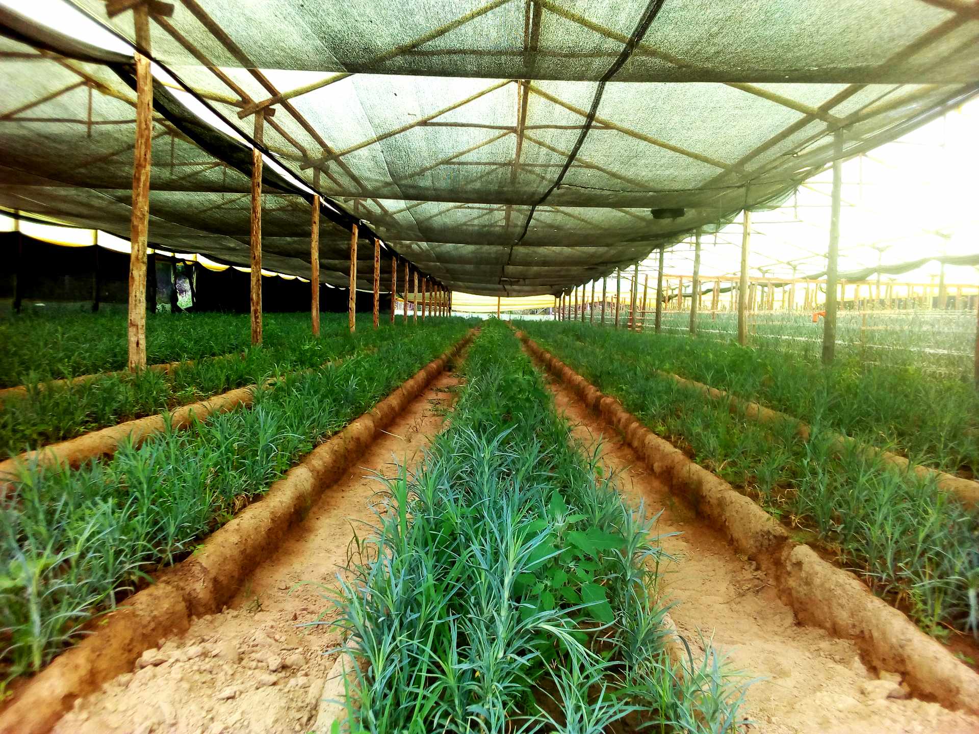 Quinta propiedad agrícola en VentaPunata Foto 3