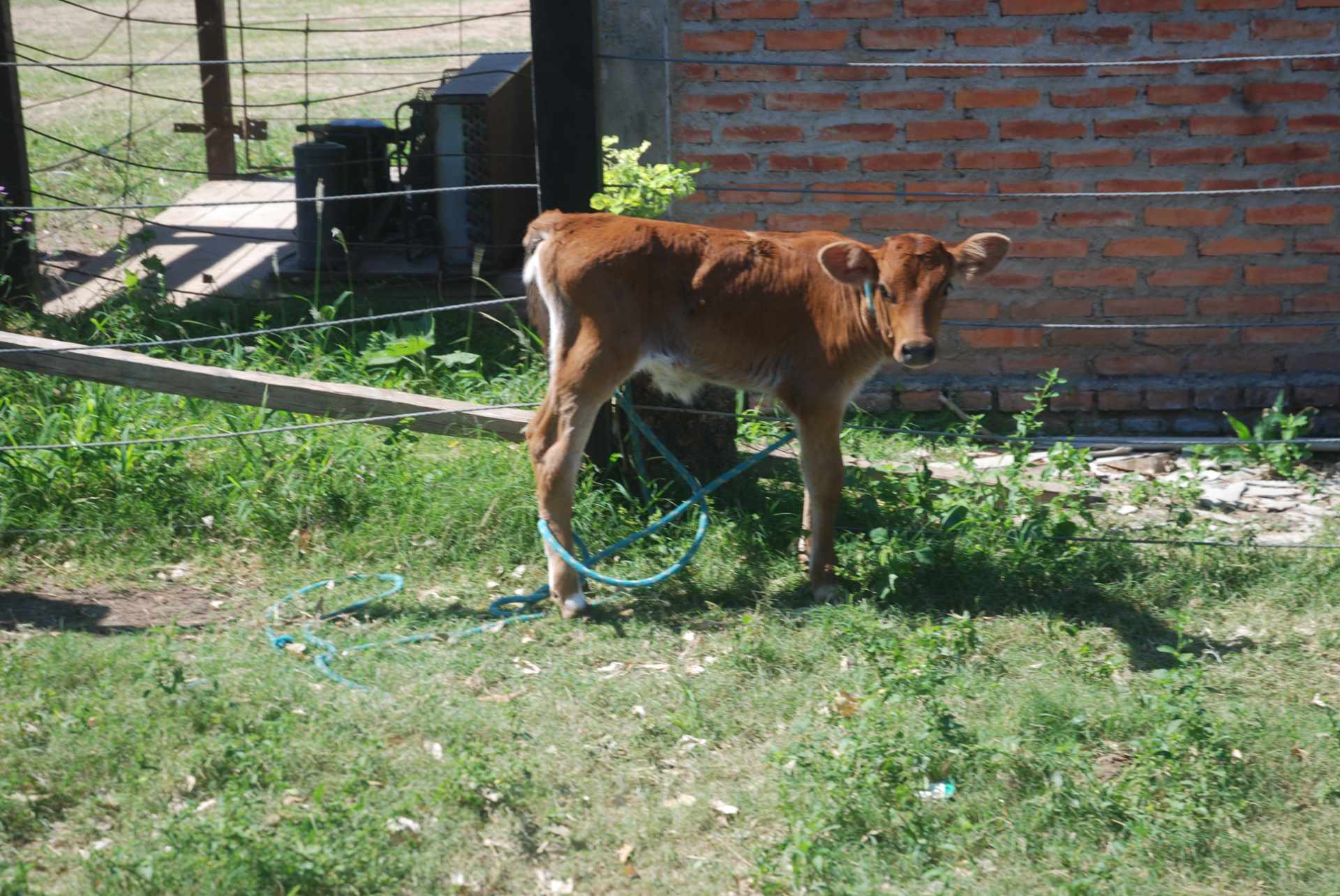 Quinta propiedad agrícola en Venta A 20mn de Warnes  vendo una Hermosa  Lecheria productiva  de 56ha  Foto 19