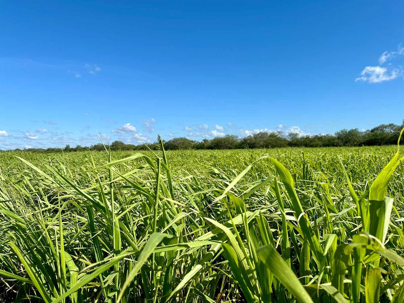 Quinta propiedad agrícola en VentaEn Venta: 2.250 Hectáreas Agricola - Ganaderas en Tuna sobre Carretera    Foto 2