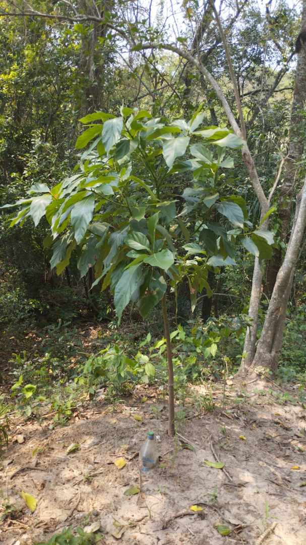 Quinta propiedad agrícola A 6km de Porongo, en la comunidad de Surutubia a 15mn de la plaza de Porongo Foto 4