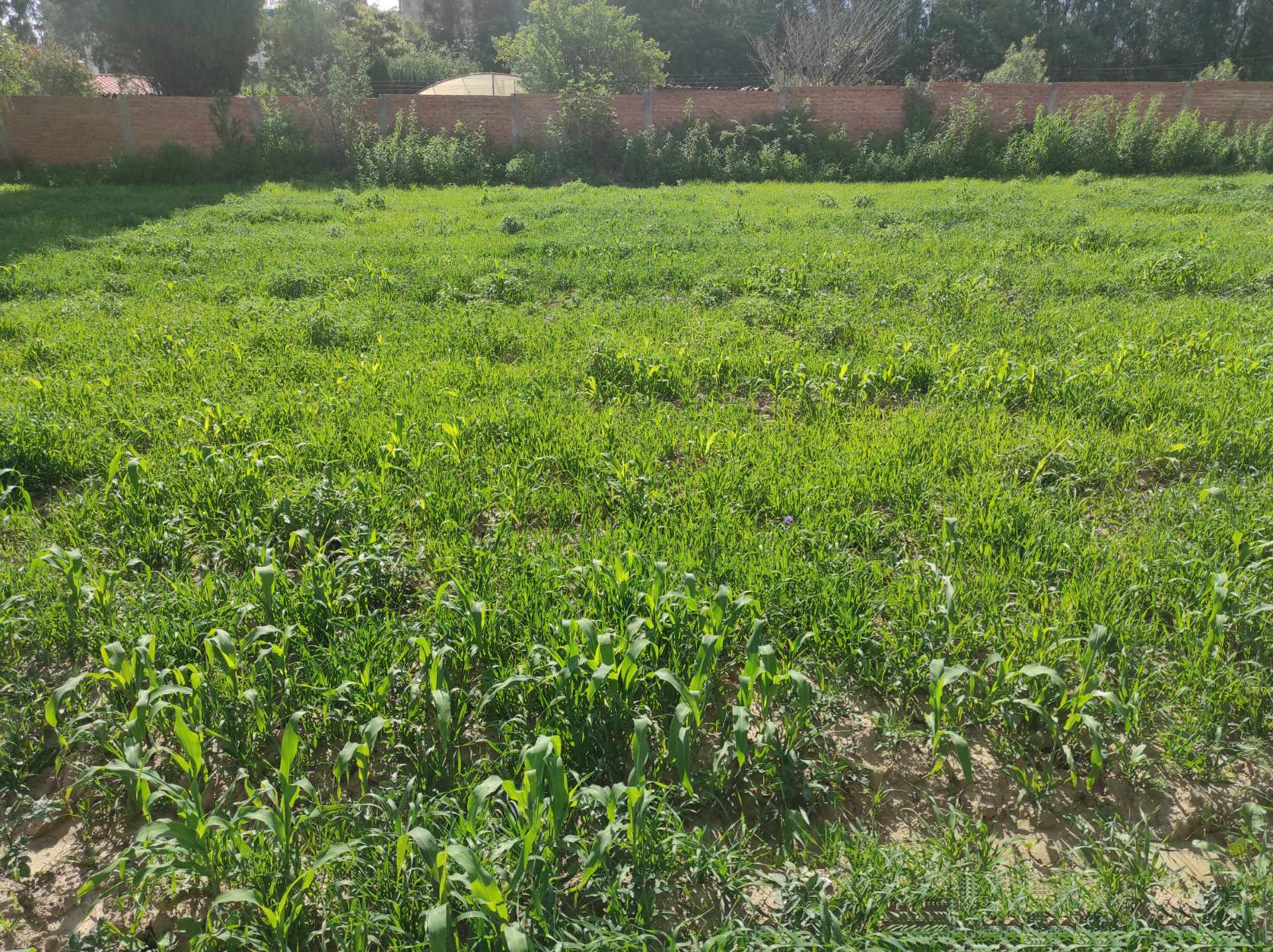 Terreno en Tiquipaya en Cochabamba    Foto 4