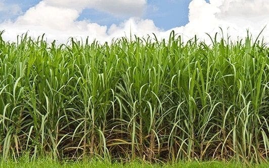 Quinta propiedad agrícola en VentaEn Venta
Propiedad con 100% producción cañera en Montero Foto 1