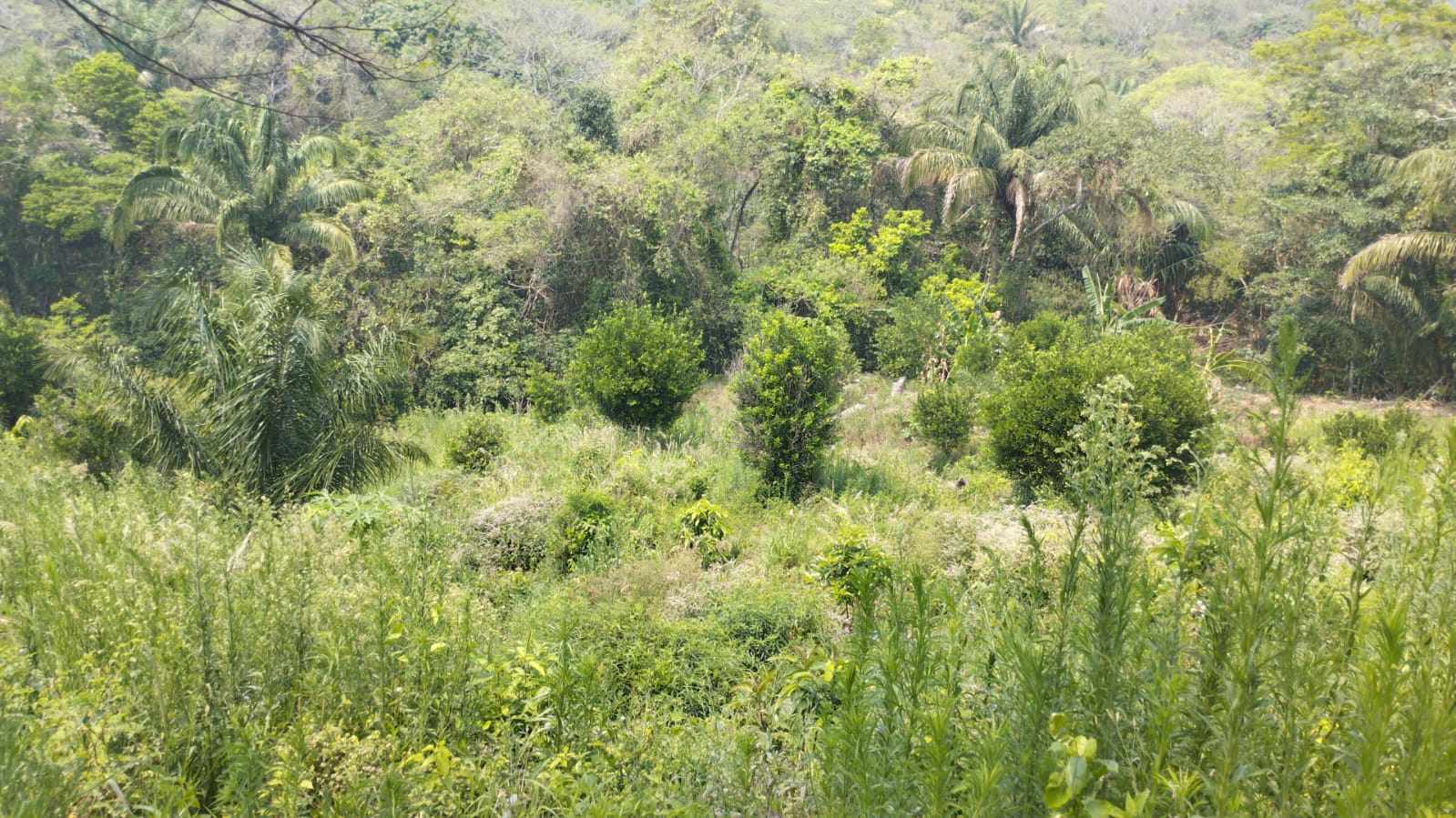 Quinta propiedad agrícola A 6km de Porongo, en la comunidad de Surutubia a 15mn de la plaza de Porongo Foto 8