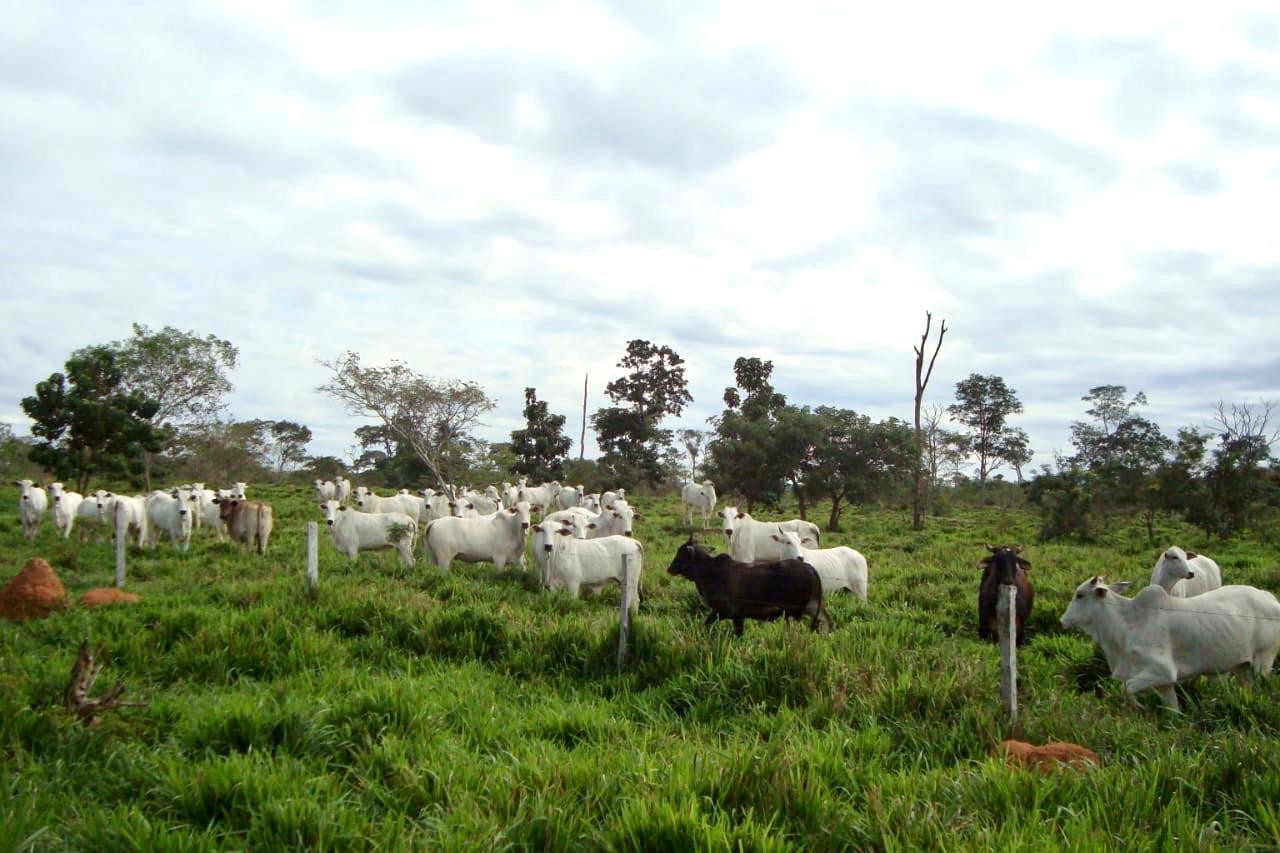 Quinta propiedad agrícola en VentaEn Venta 546 Hectáreas Ganaderas y Potencialmente Agrícolas en San Ignacio de Velasco    Foto 1