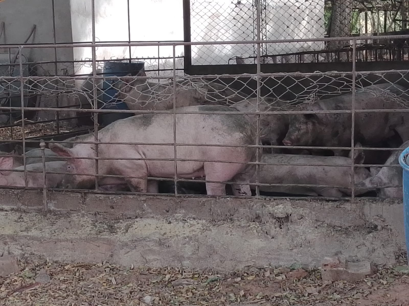 Quinta propiedad agrícola en VentaCOTOCA, ZONA SUE ESTE  Foto 9