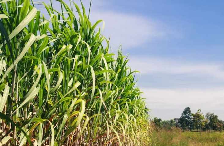 Quinta propiedad agrícola en VentaEn Venta
Propiedad con 100% producción cañera en Montero Foto 8