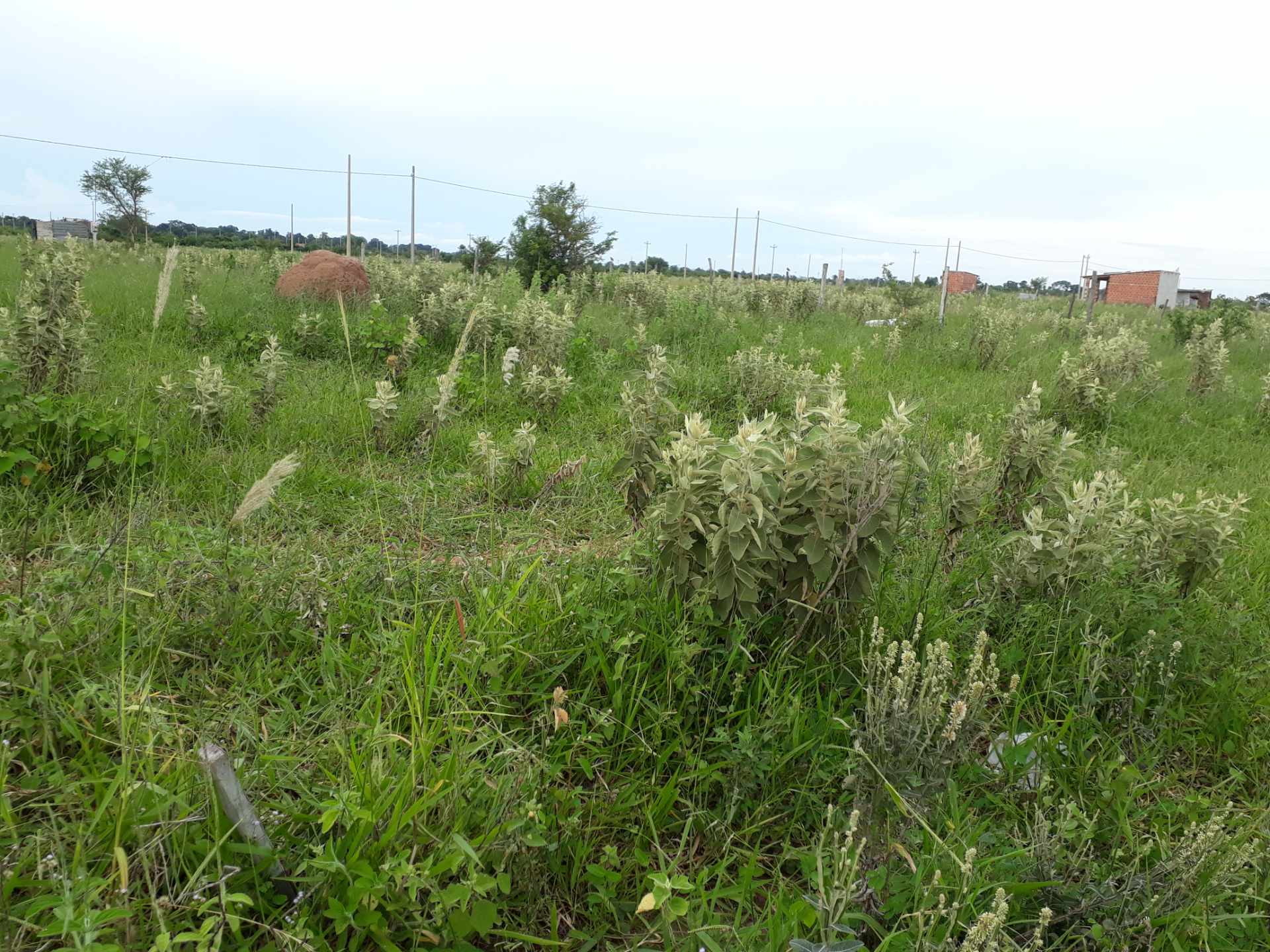 Terreno en VentaSatelite Norte -Pentaguazu 3    Foto 2