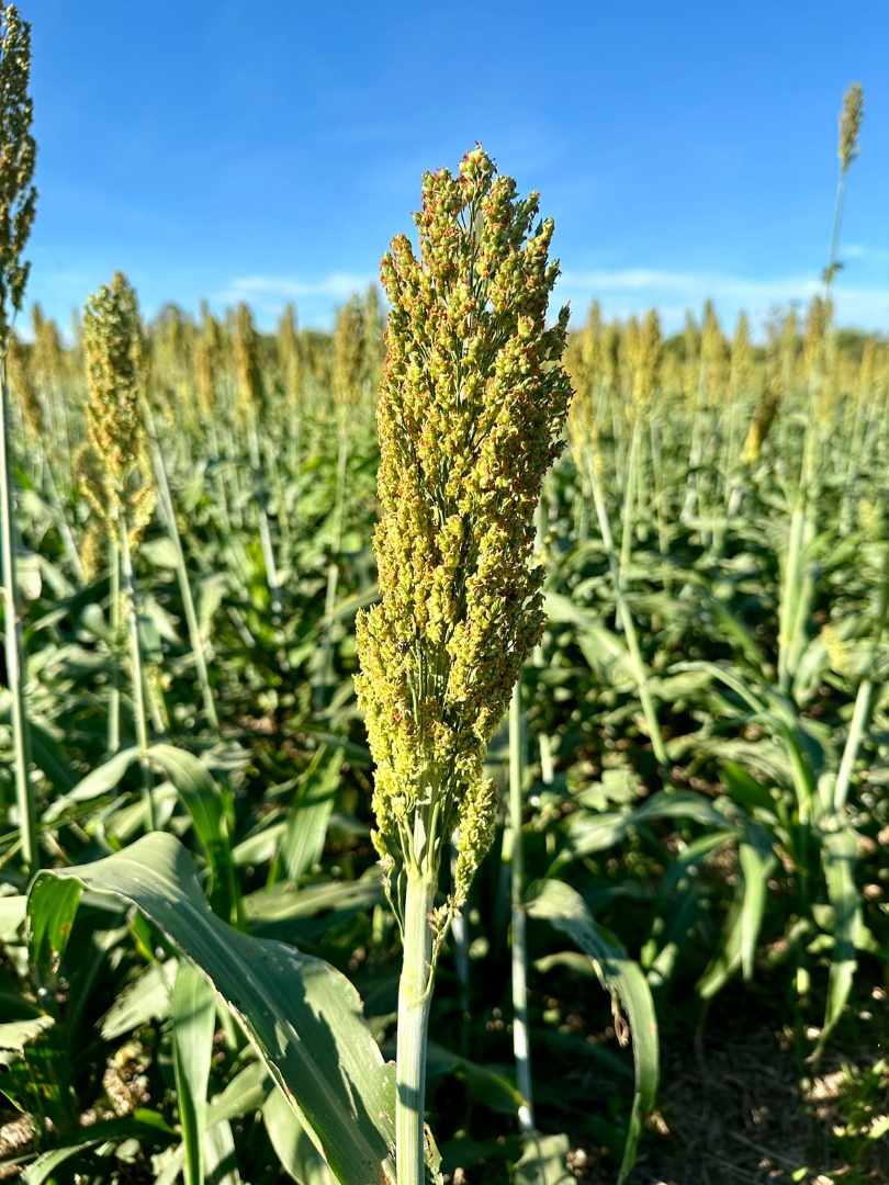 Quinta propiedad agrícola en VentaEn Venta: 2.250 Hectáreas Agricola - Ganaderas en Tuna sobre Carretera    Foto 13