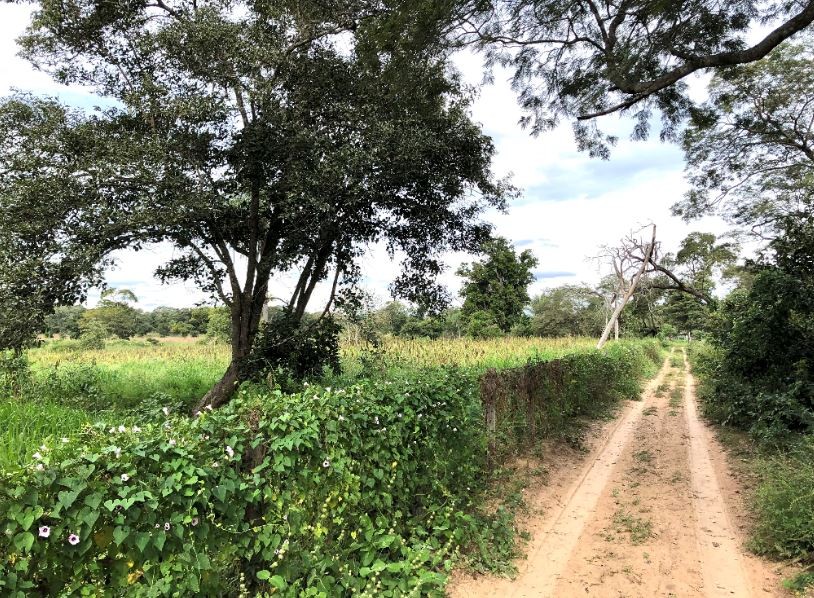 Quinta propiedad agrícola en VentaSan José de Chiquitos - Propiedad Ganadera de 1.726 Has    Foto 18