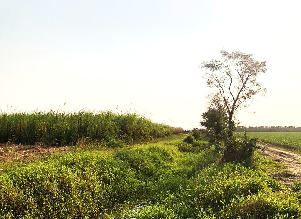 Quinta propiedad agrícola en VentaEn Venta
Propiedad con 100% producción cañera en Montero Foto 7