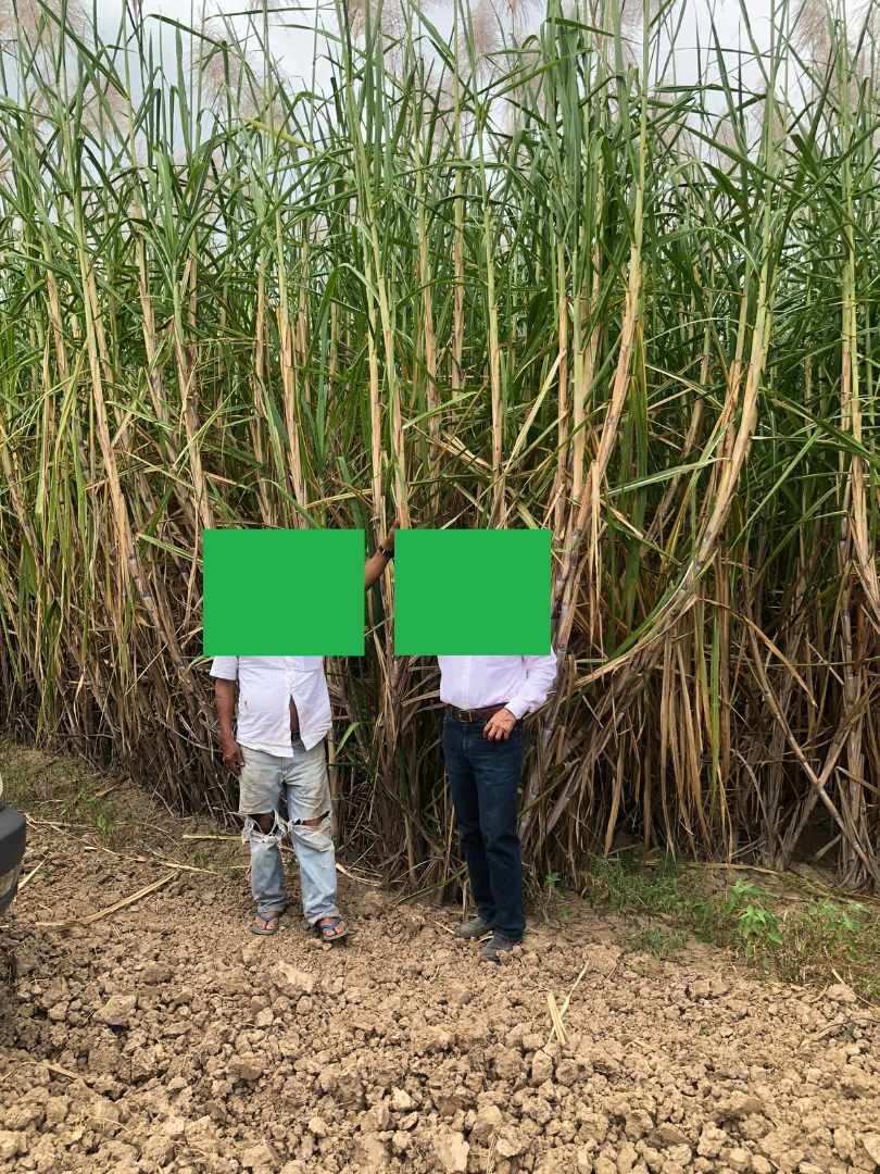 Quinta propiedad agrícola en VentaEn Venta
Propiedad con 100% producción cañera en Montero Foto 3