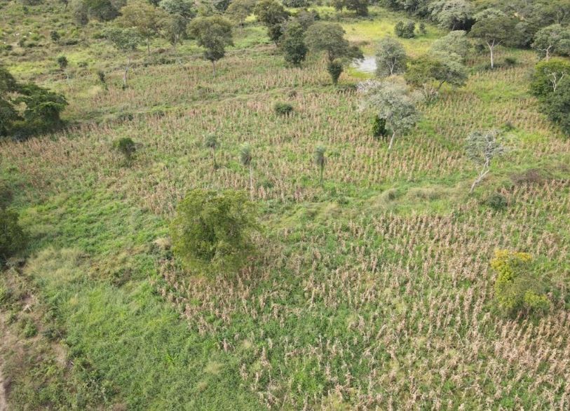 Quinta propiedad agrícola en VentaSan José de Chiquitos 723 Hectáreas (Ganadería/Agricultura) a 35 kms    Foto 8