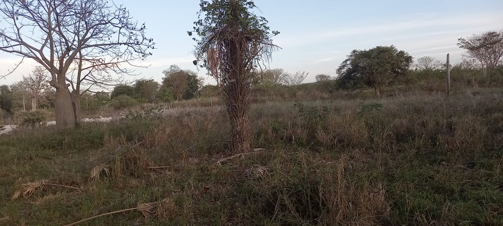 Terreno en VentaLocalidad: Puerto Suárez - Barrio: 3 de Mayo
Puerto Suárez - Bolivia. Foto 3