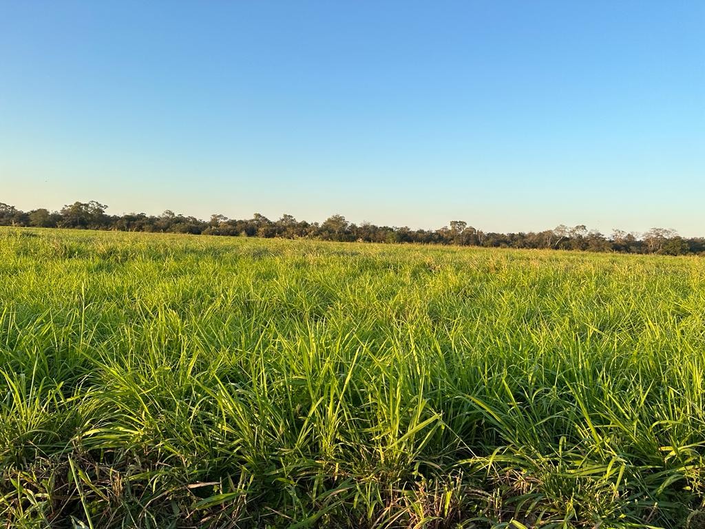 Quinta propiedad agrícola en VentaEn Venta: 2.300 Hectáreas Agrícola - Ganadera en Tres Cruces Foto 3