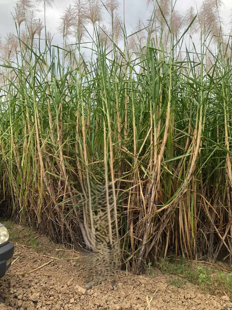 Quinta propiedad agrícola en VentaEn Venta
Propiedad con 100% producción cañera en Montero Foto 6