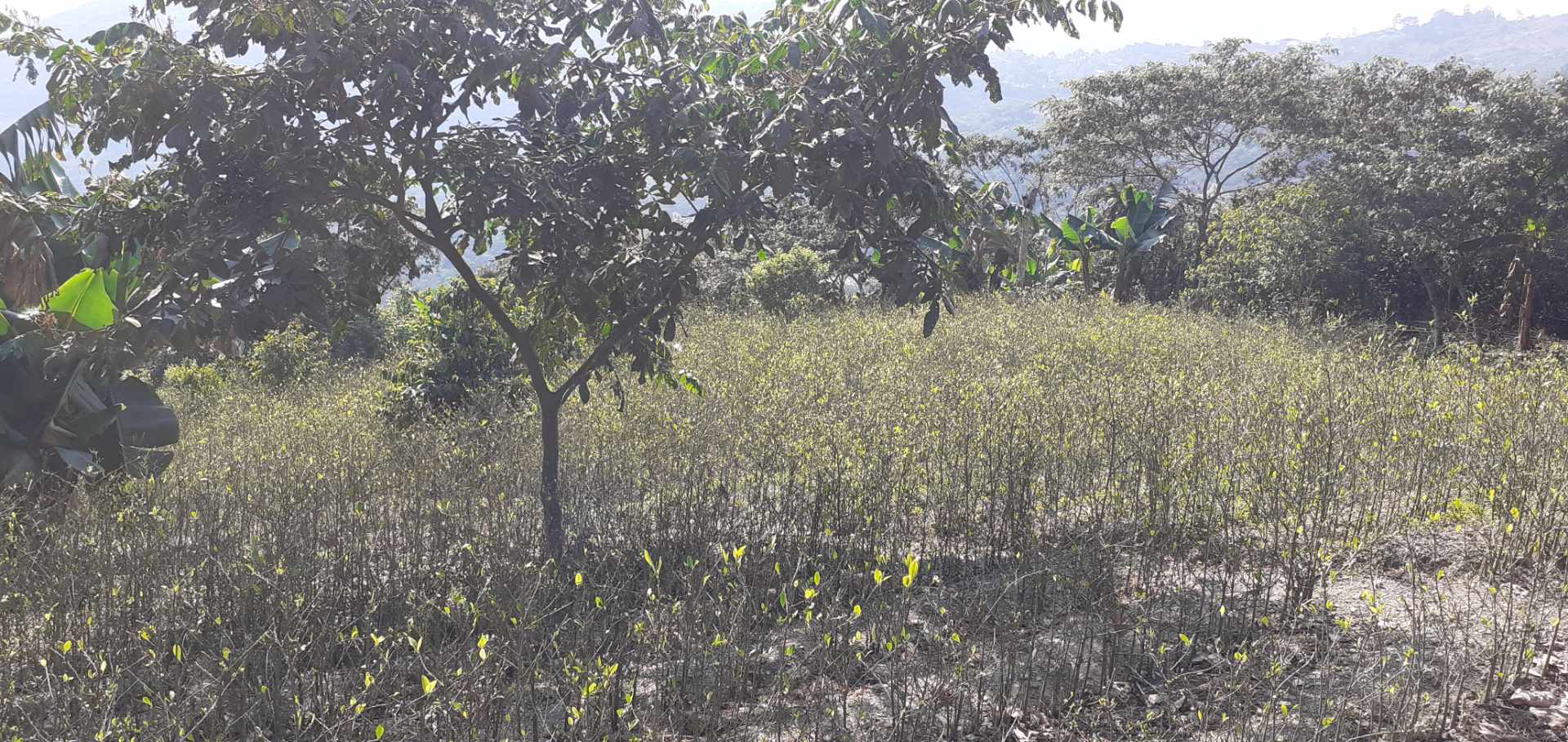 Terreno en Calacoto en La Paz    Foto 3
