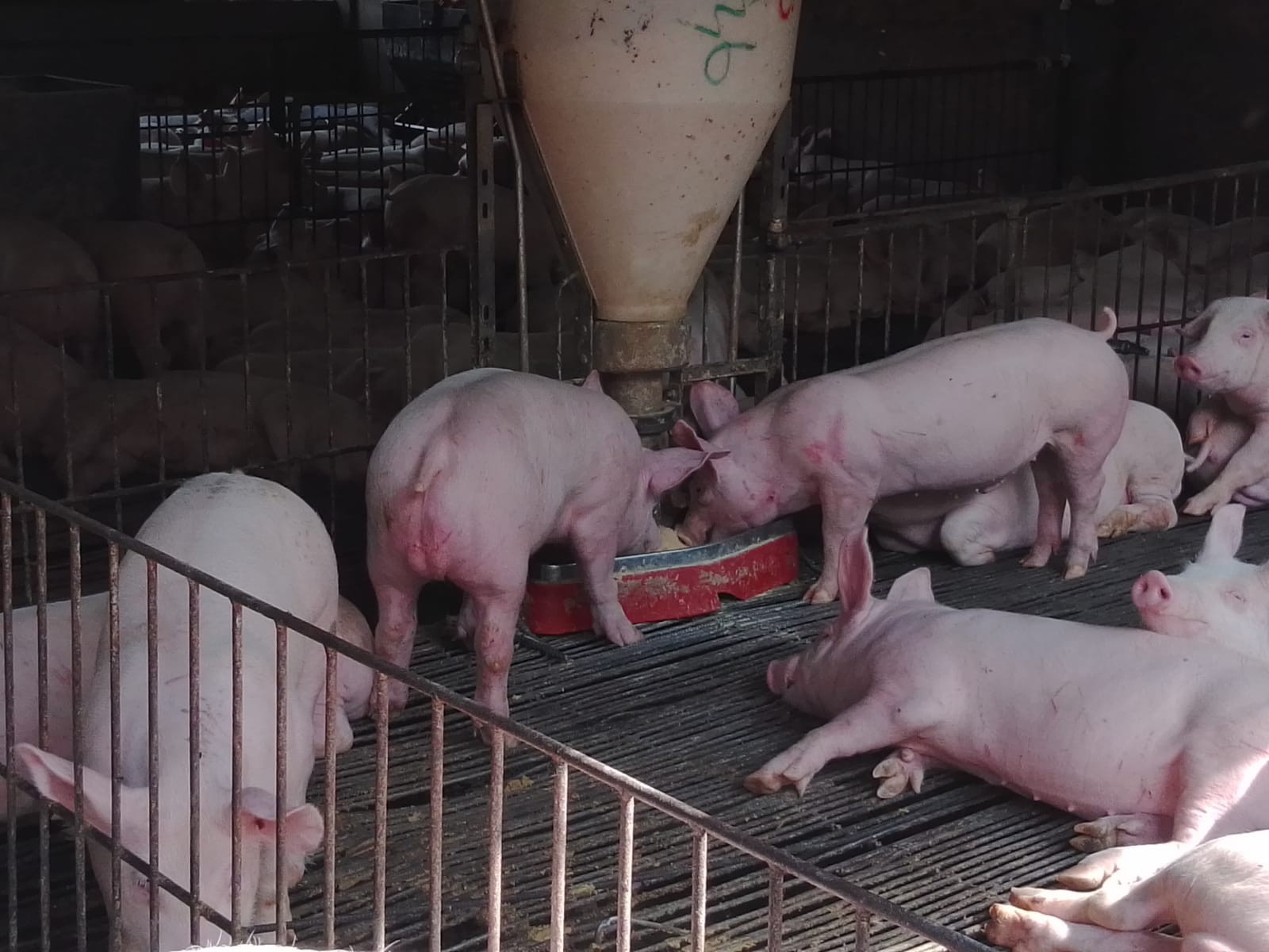 Quinta propiedad agrícola en VentaCOTOCA, ZONA SUE ESTE  Foto 7