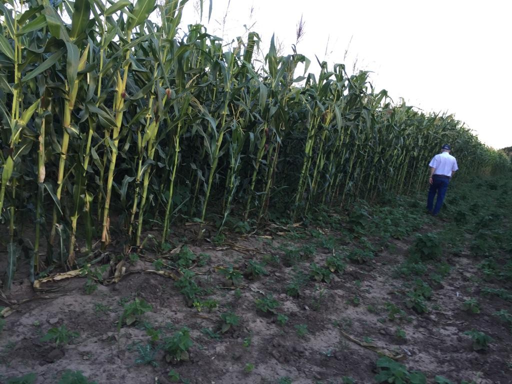 Quinta propiedad agrícola Camiri Foto 12