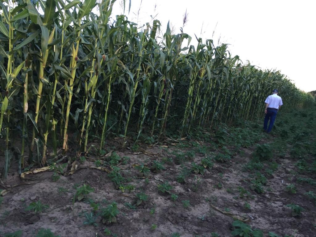 Quinta propiedad agrícola en Camiri en Camiri    Foto 12