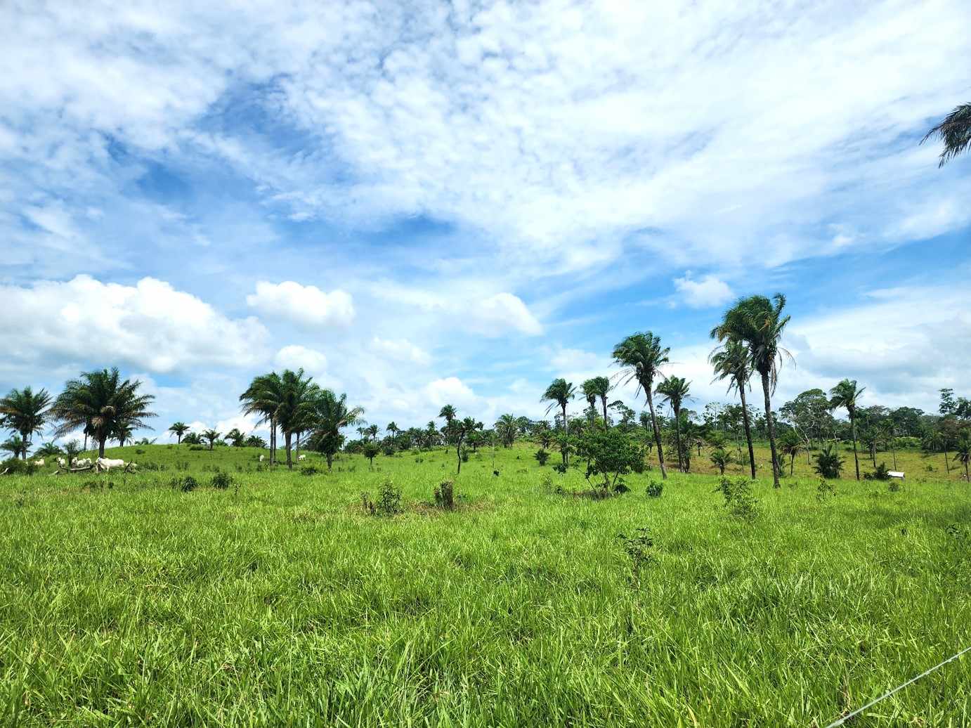 Quinta propiedad agrícola en VentaPROPIEDAD GANADERA EN EL MUNICIPIO DE SAN JAVIER Foto 6