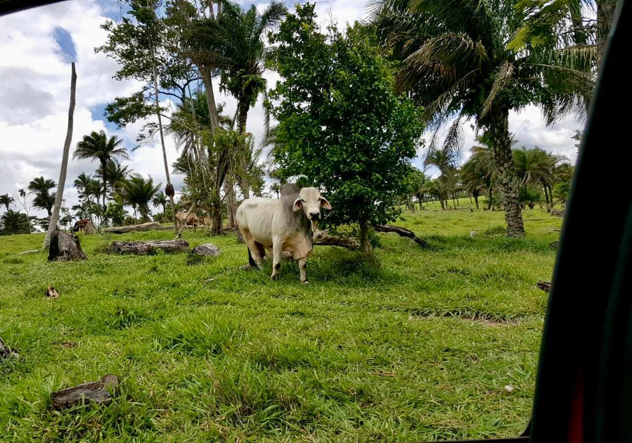 Quinta propiedad agrícola En Venta: 500 Hectáreas Ganaderas en San Javier Foto 6