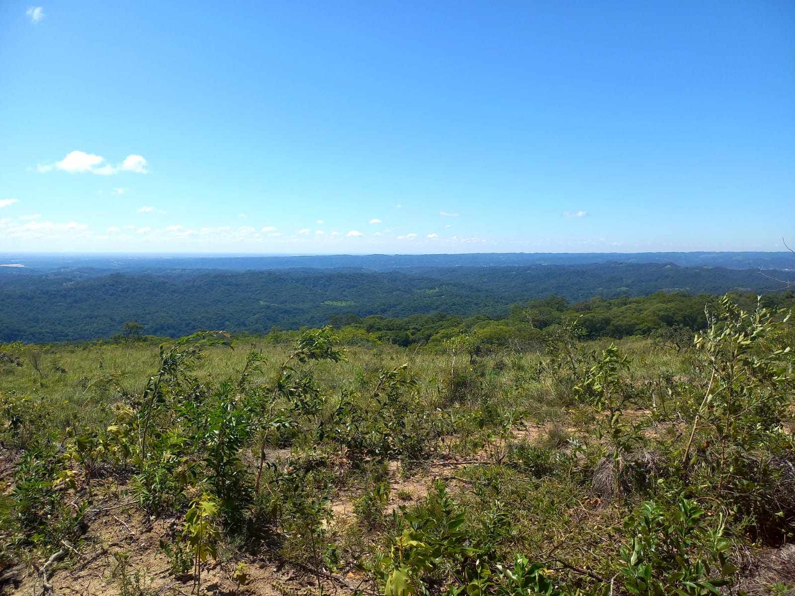Quinta propiedad agrícola en Doble vía La Guardia en Santa Cruz de la Sierra    Foto 11