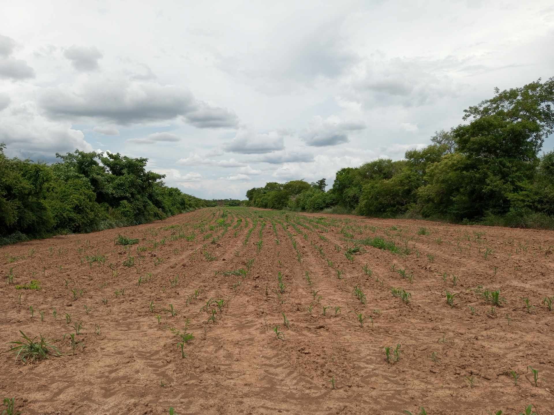 Quinta propiedad agrícola en VentaZona Sur carretera a camiri cerca a loc. Sanja Honda    Foto 2