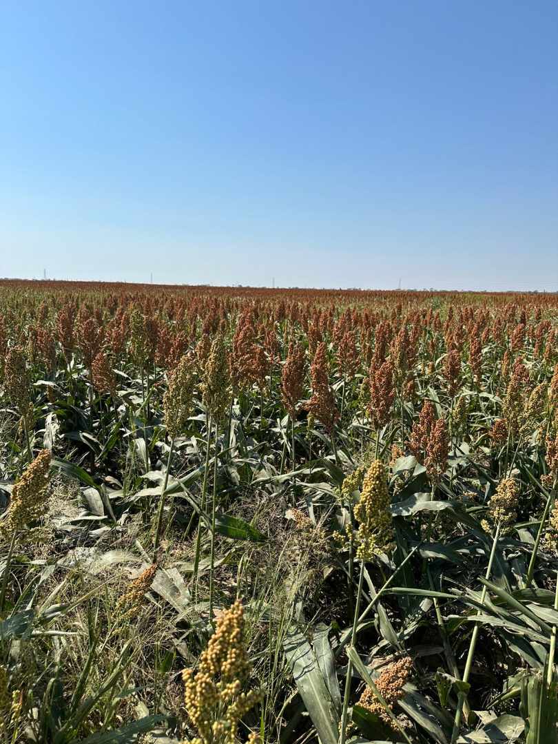 Quinta propiedad agrícola en VentaEn Venta 485 Hectáreas Agrícolas 100% Desarrolladas en Puente Banegas Foto 4