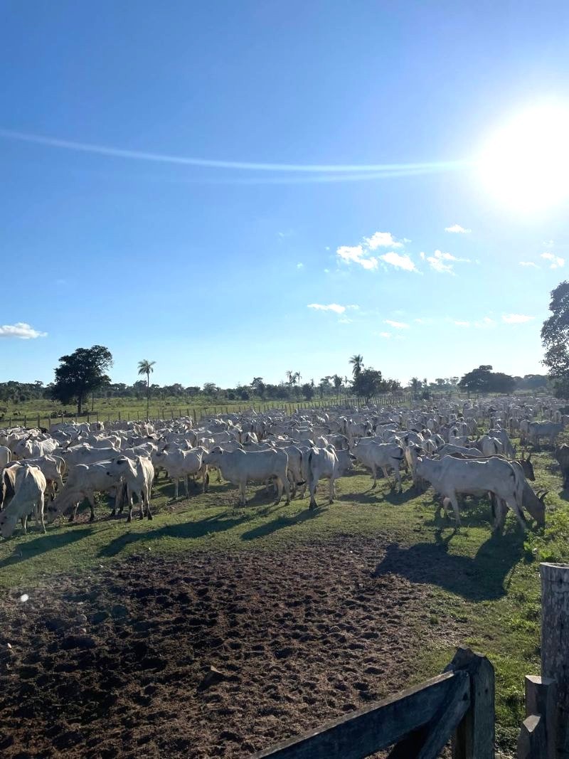Quinta propiedad agrícola en VentaEn Venta: 13.720 Ganaderas con potencial Agrícola en SIV Foto 1