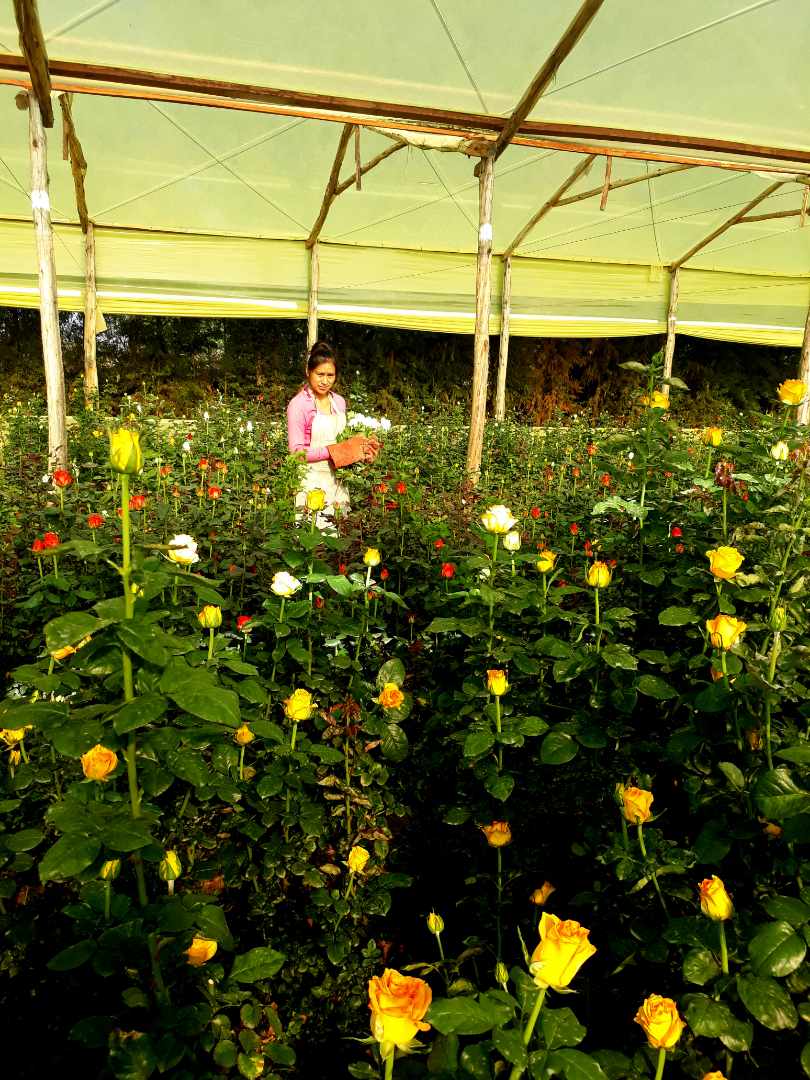 Quinta propiedad agrícola en VentaPunata Foto 21